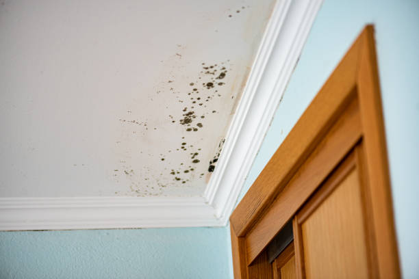 Best Emergency Mold Remediation in Broomfield, CO